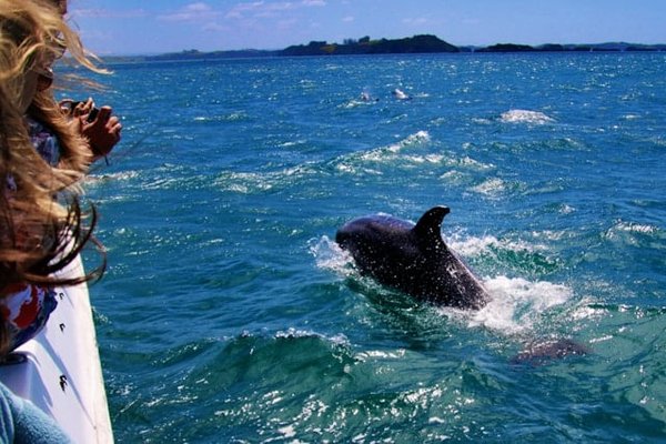 Où peut-on faire de la plongée avec les dauphins en Nouvelle-Zélande : spots et conseils ?